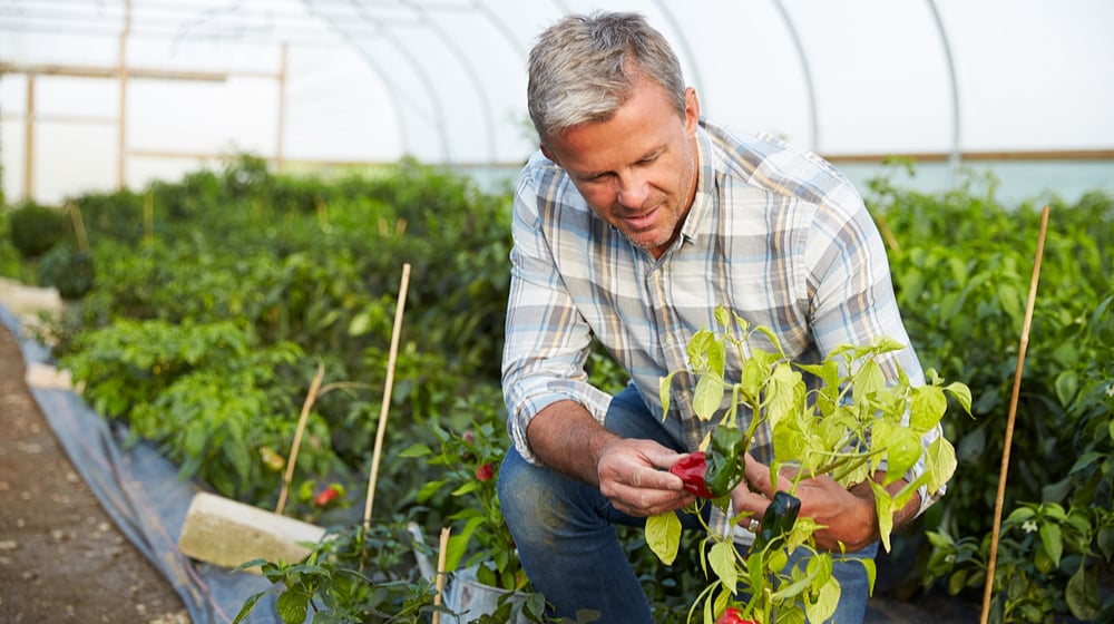 Green Business Ideas