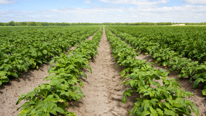 potato farming